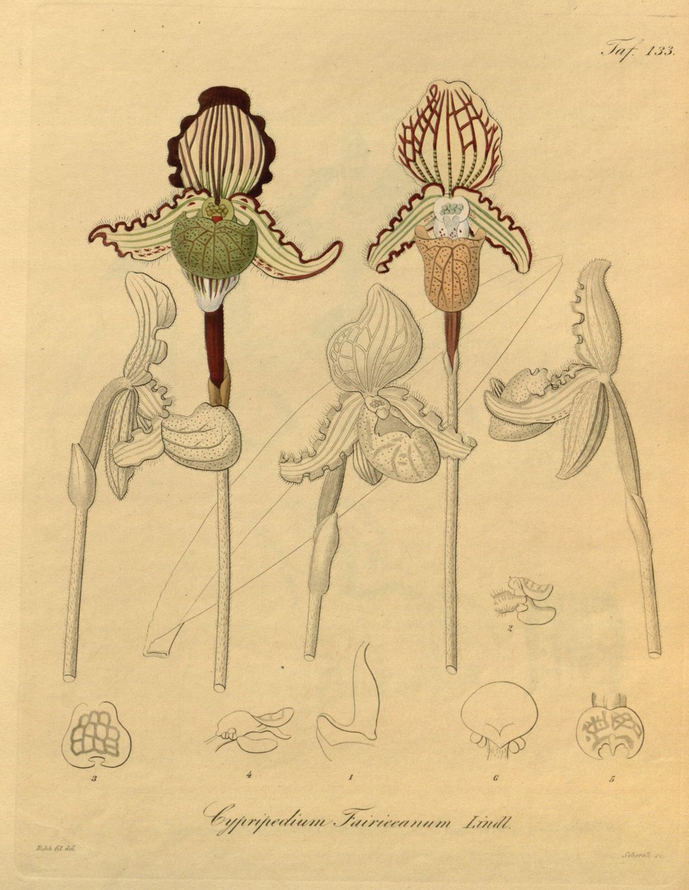 Este archivo procede de la Biodiversity Heritage Library, y está disponible en línea en biodiversitylibrary.org/page/698329 de Heinrich Gustav Reichenbach