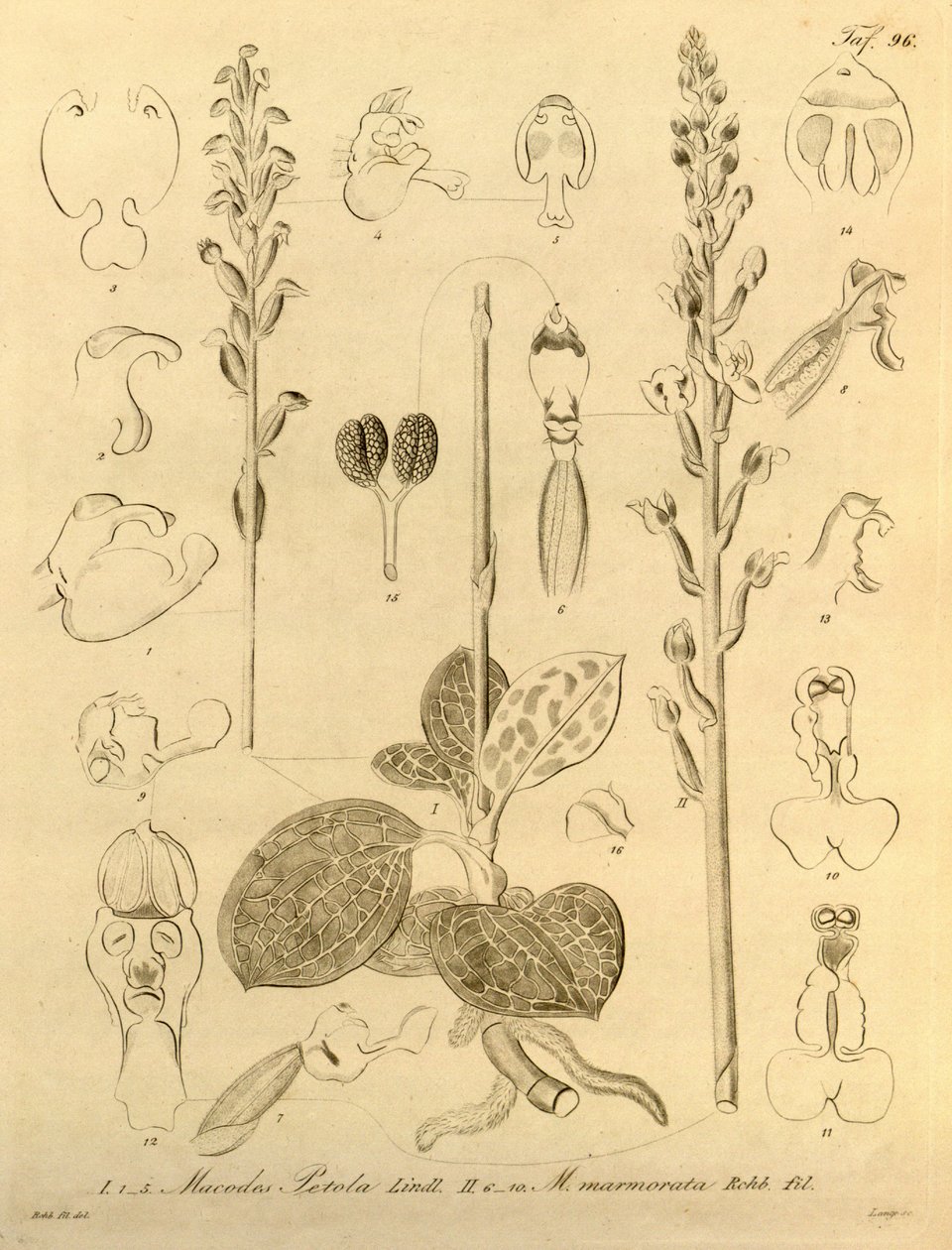 Este archivo procede de la Biodiversity Heritage Library, y está disponible en línea en biodiversitylibrary.org/page/696496 de Heinrich Gustav Reichenbach