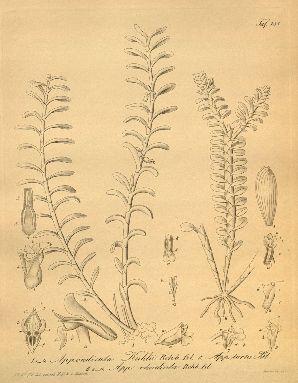 lustraciones de Appendicula kuhlii de Heinrich Gustav Reichenbach