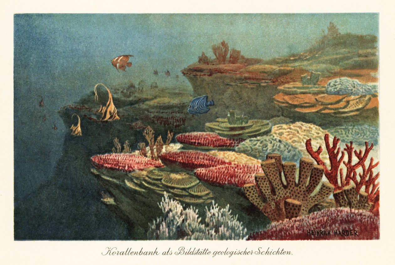 Antiguos arrecifes de coral en el fondo del océano. de Heinrich Harder