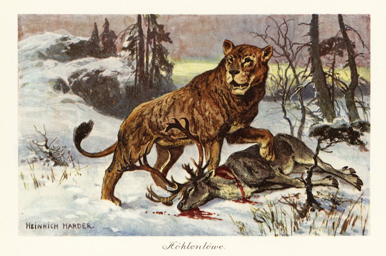 León de las cavernas de Eurasia, Panthera spelaea.,1908 (Imprimir) de Heinrich Harder