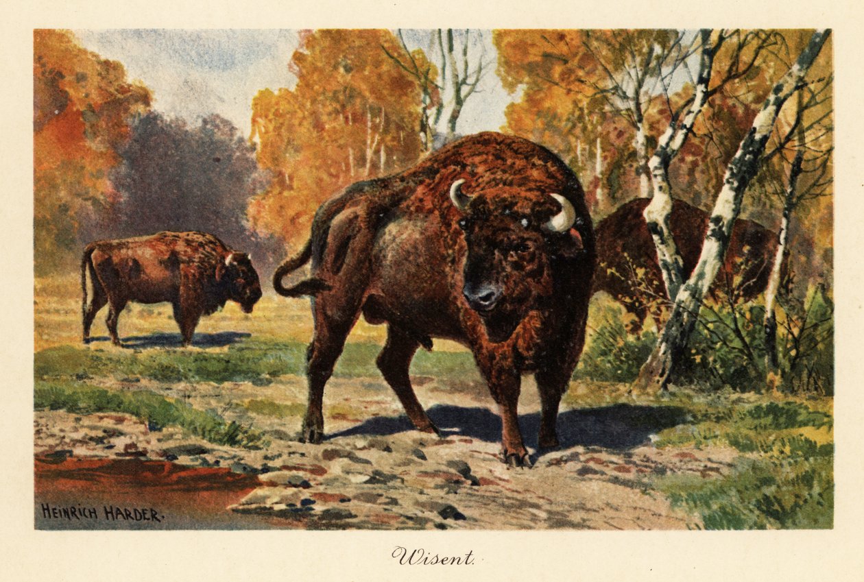 Bisonte europeo o zubr en un claro del bosque. de Heinrich Harder