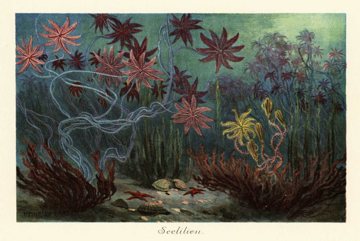 Lirios de mar extintos o crinoideos, Crinoidea, en los fondos marinos.,1908 (Imprimir) de Heinrich Harder