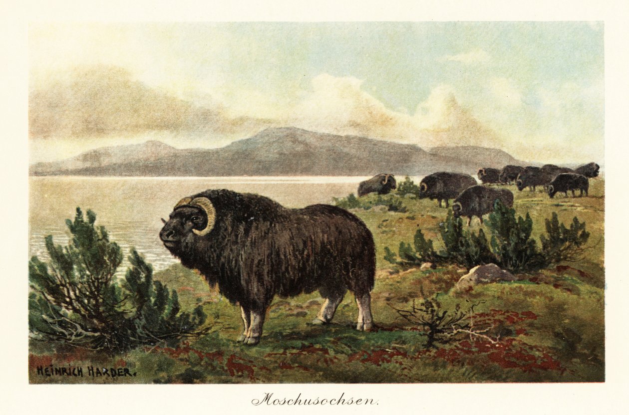 Buey almizclero o buey de almizcle, Ovibos moschatus.,1908 (Imprimir) de Heinrich Harder