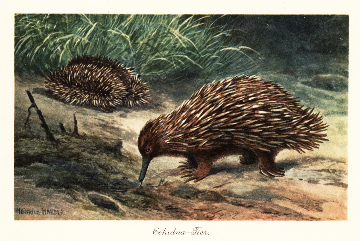 Equidna de pico corto, Tachyglossus aculeatus, buscando comida. de Heinrich Harder