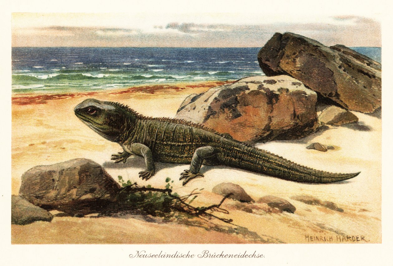 Tuatara vulnerable, Sphenodon punctatus, en la orilla. de Heinrich Harder