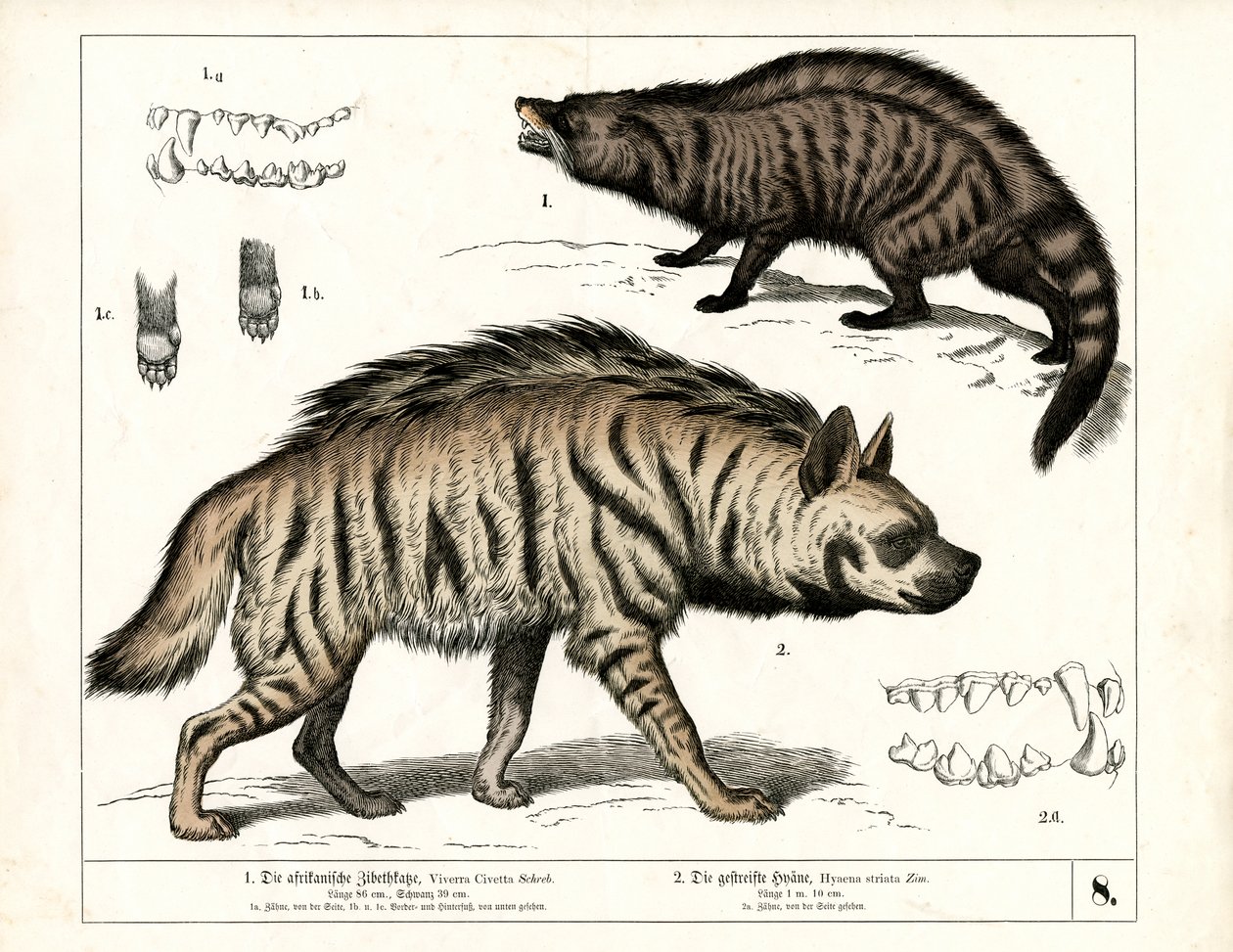 Civet africano y hiena rayada con detalles anatómicos de Heinrich Leutemann