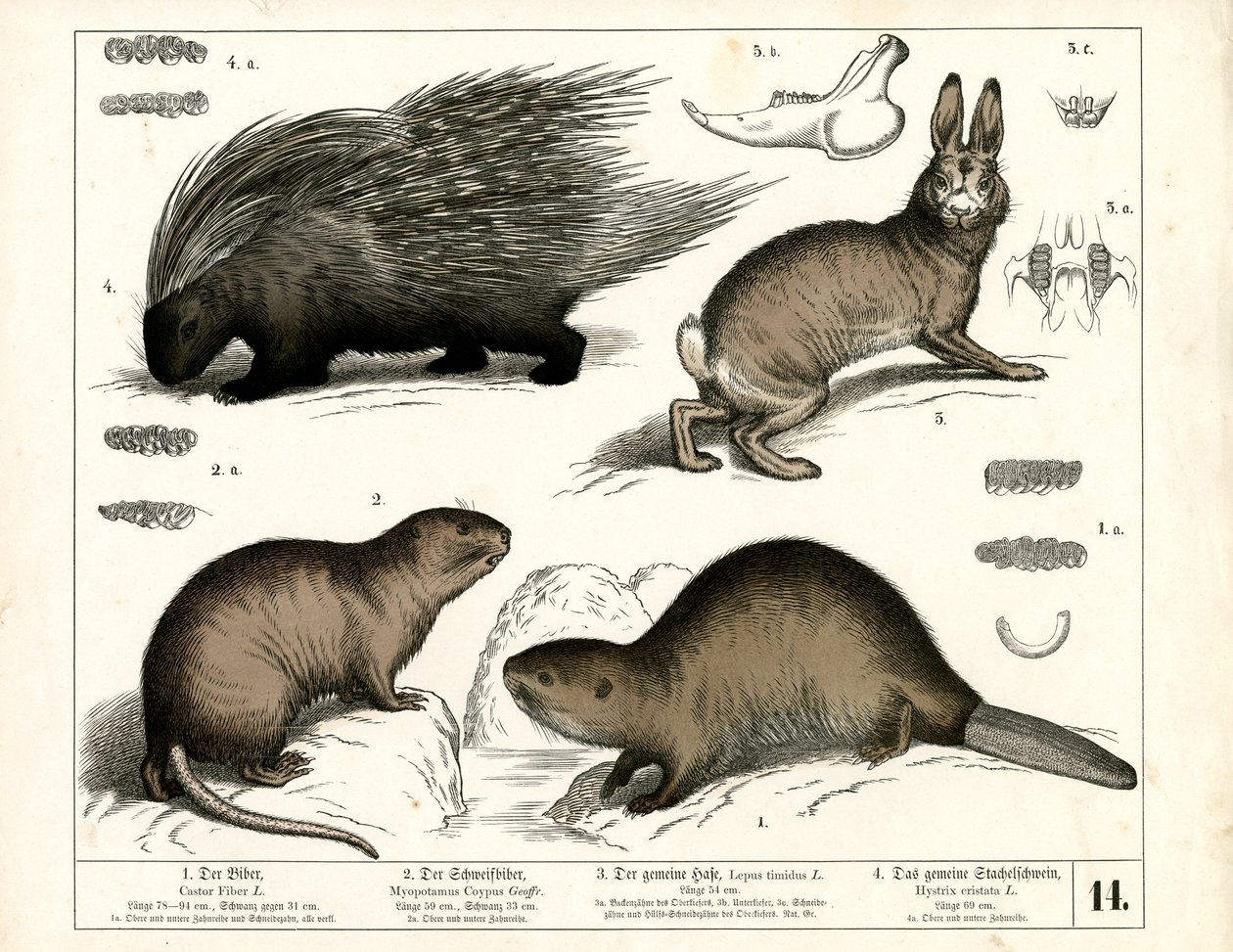 Castor, puercoespín y liebre de Heinrich Leutemann
