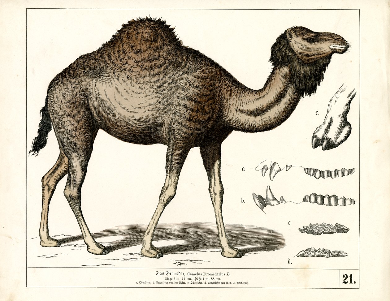 Dromedario con detalles anatómicos de Heinrich Leutemann