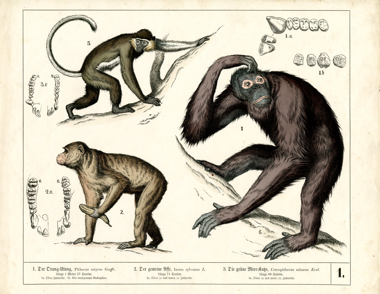 Grandes simios: orangután, chimpancé y guenón de Heinrich Leutemann