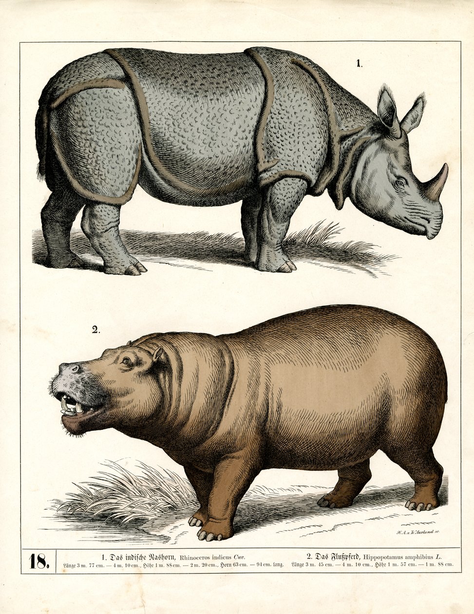 Rinocerontes e hipopótamos indios de Heinrich Leutemann