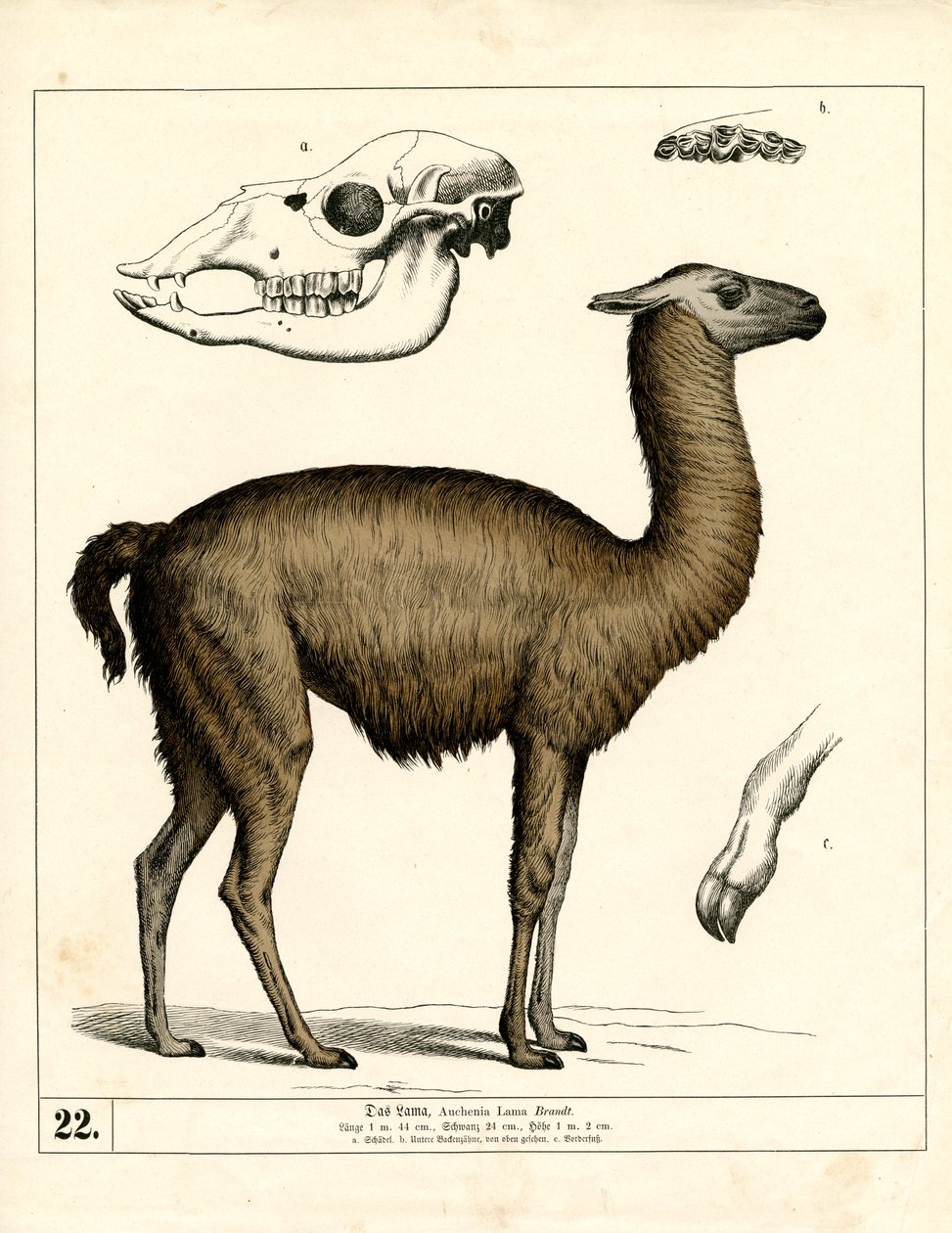  de Heinrich Leutemann