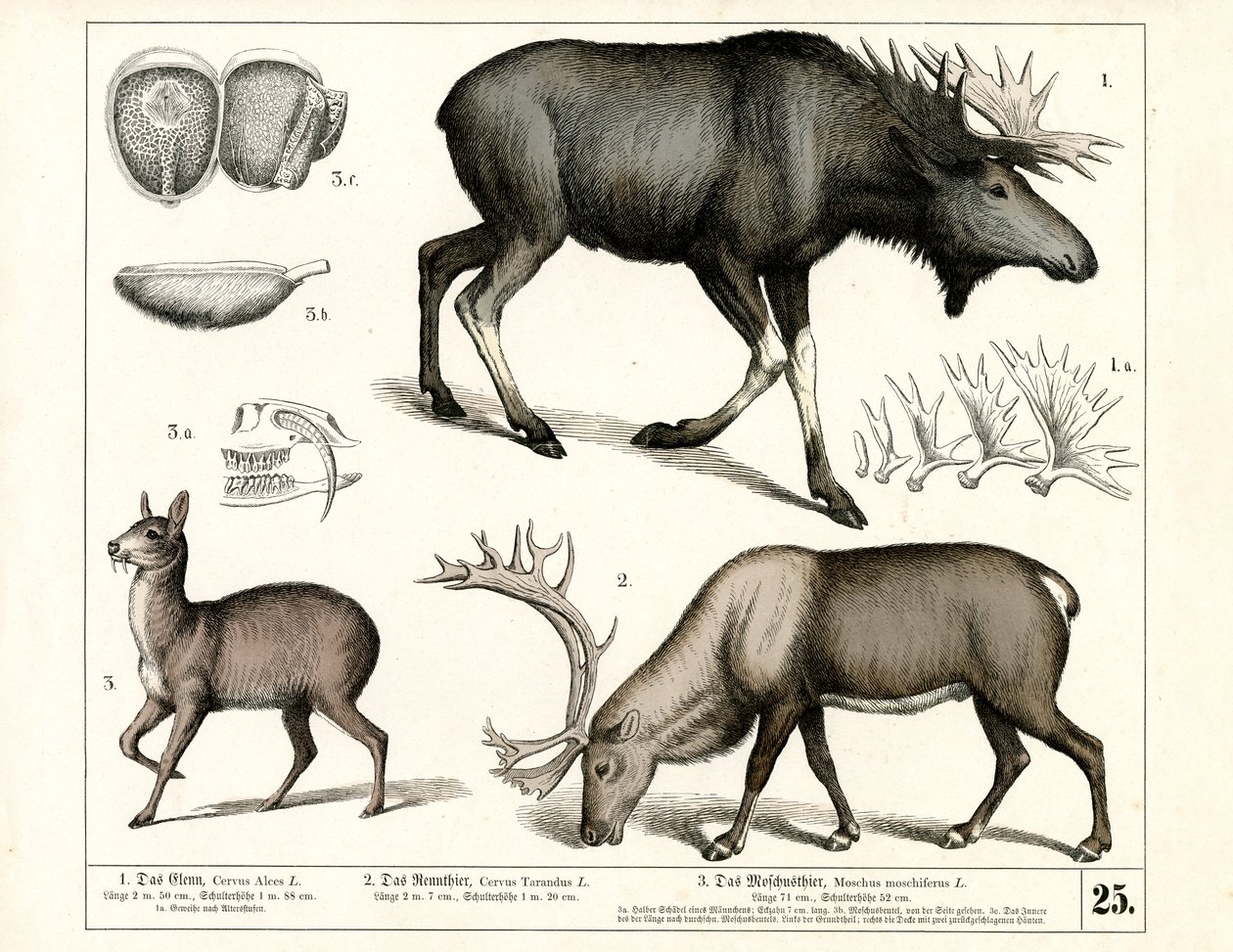 Especies de ciervo del norte y ciervo almizclero de Heinrich Leutemann