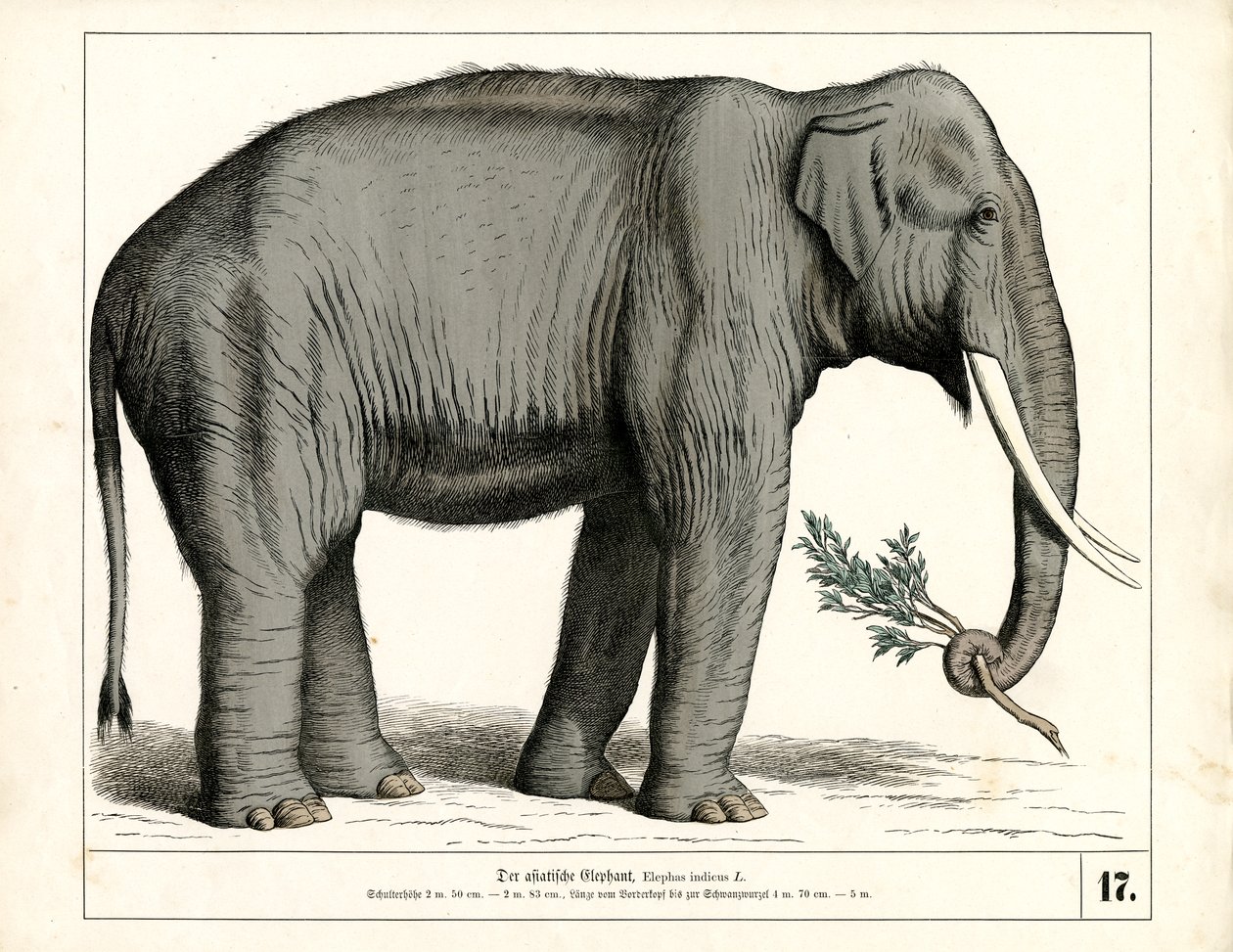 El elefante asiático de Heinrich Leutemann
