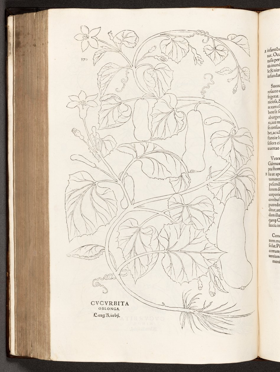 BT3.26.5 p.370 Calabacín, ilustración de De historia stirpium commentarii insignes por Leonhart Fuchs, 1542 de Heinrich and Meyer, Albert Fullmaurer