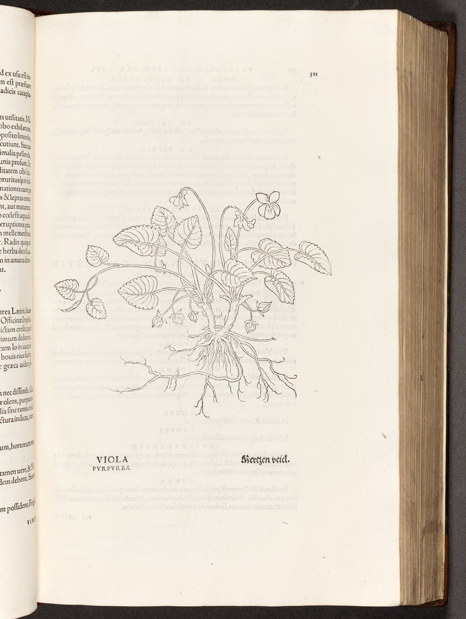 BT3.267.5 p.311 Violeta, ilustración de De historia stirpium commentarii insignes por Leonhart Fuchs, 1542 de Heinrich and Meyer, Albert Fullmaurer