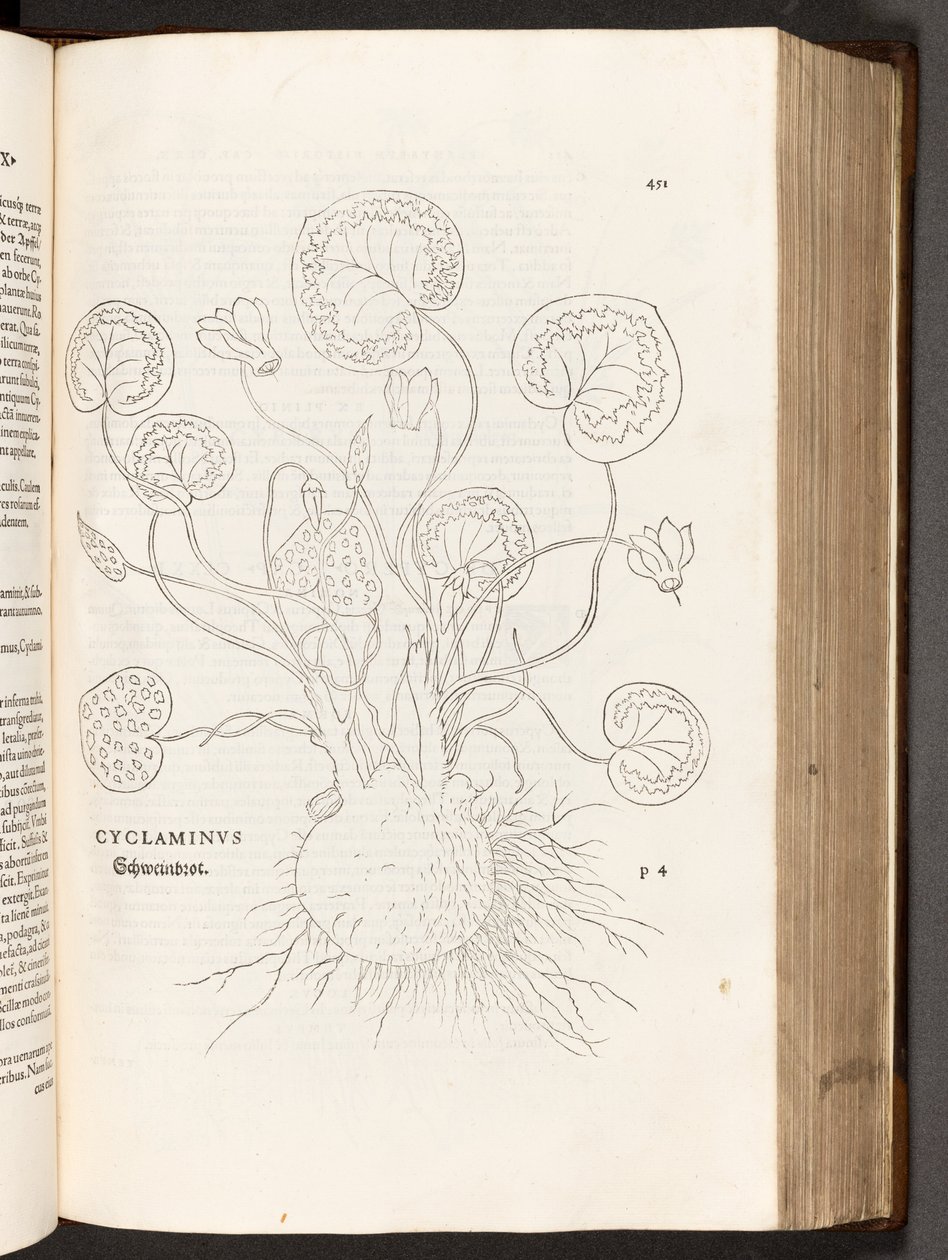 BT3.267.5 p.51 Ciclámen, ilustración de De historia stirpium commentarii insignes por Leonhart Fuchs, 1542 de Heinrich and Meyer, Albert Fullmaurer