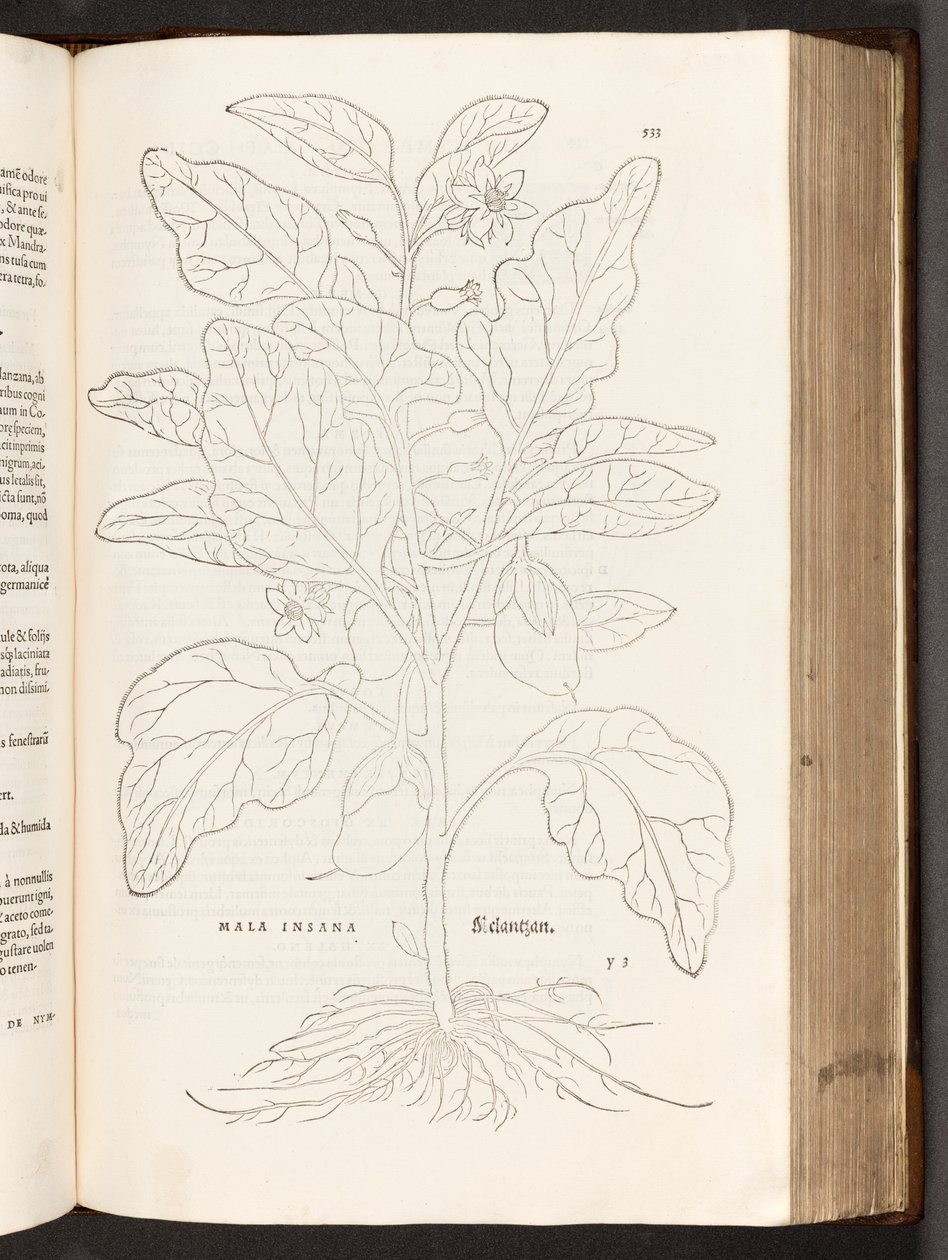 BT3.267.5 p.533 Berenjena, ilustración de De historia stirpium commentarii insignes por Leonhart Fuchs, 1542 de Heinrich and Meyer, Albert Fullmaurer