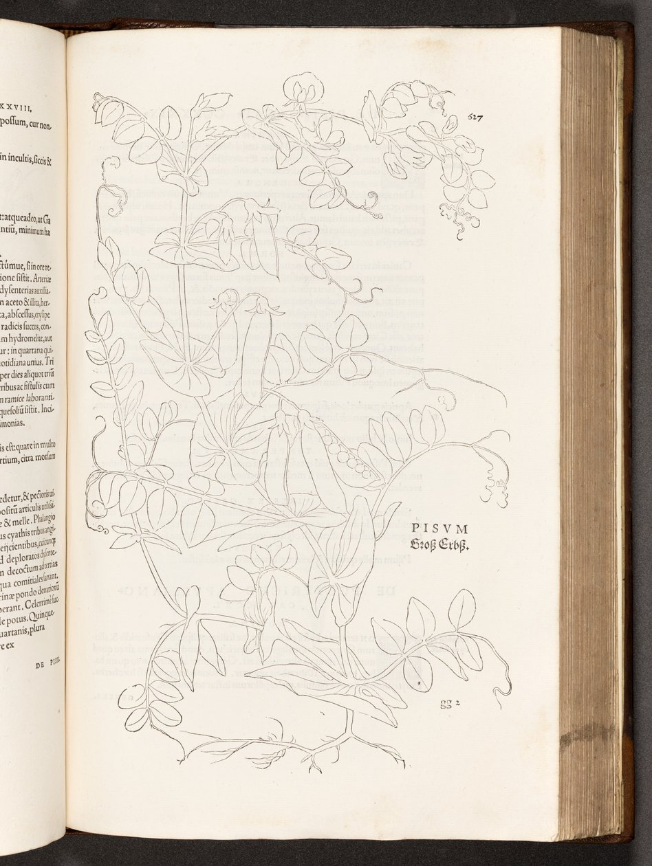 BT3.267.5. p.627 Guisante, ilustración de De historia stirpium commentarii insignes por Leonhart Fuchs, 1542 de Heinrich and Meyer, Albert Fullmaurer