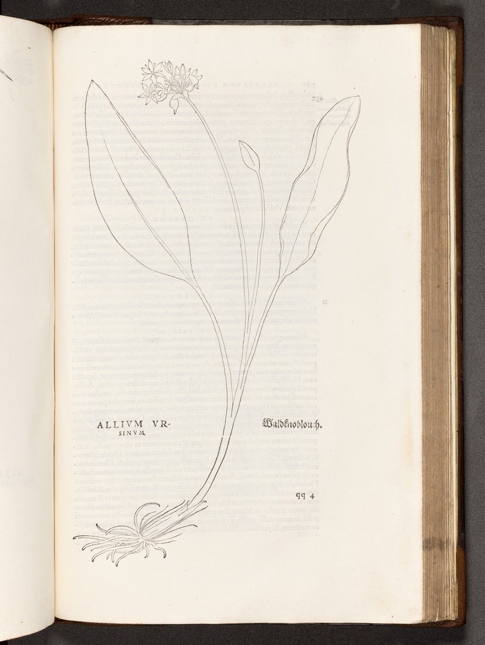 BT3.267.5 p.739 Allium, ilustración de De historia stirpium commentarii insignes por Leonhart Fuchs, 1542 de Heinrich and Meyer, Albert Fullmaurer