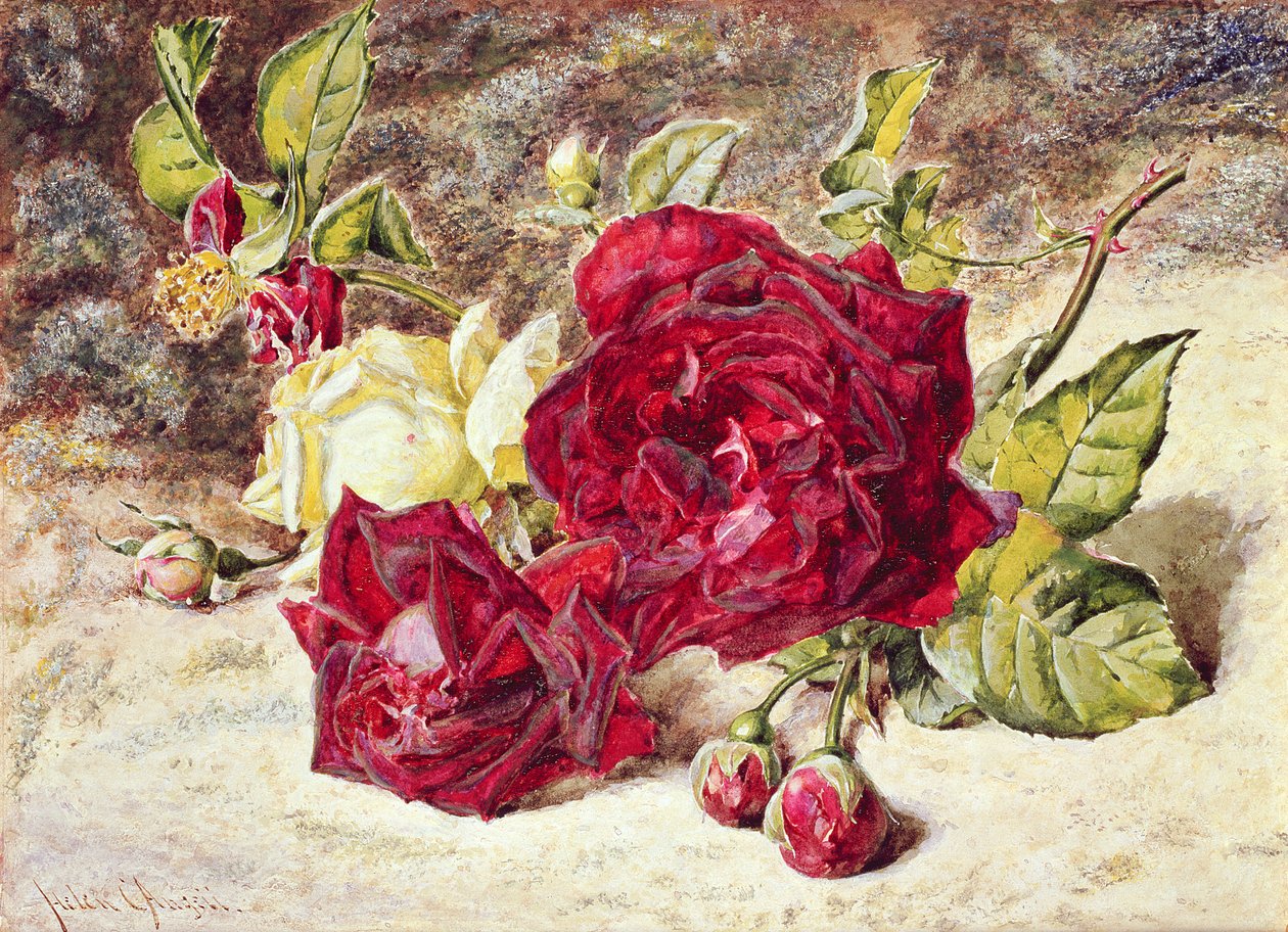 Una rosa blanca y dos rojas con capullos de Helen Cordelia Coleman Angell
