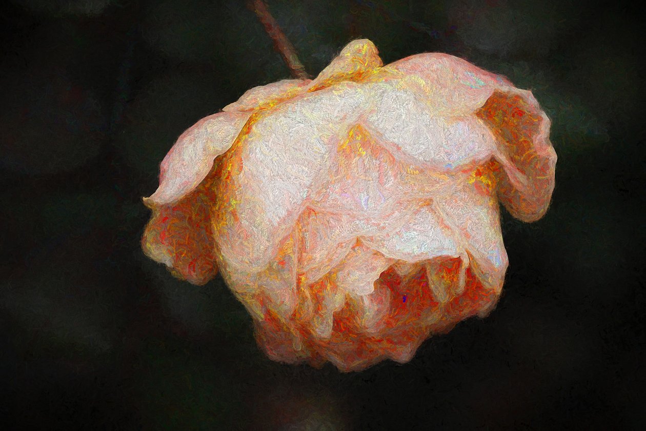 Floración, 2018 de Helen White