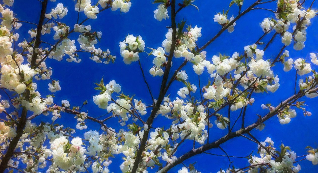 Floración en azul de Helen White
