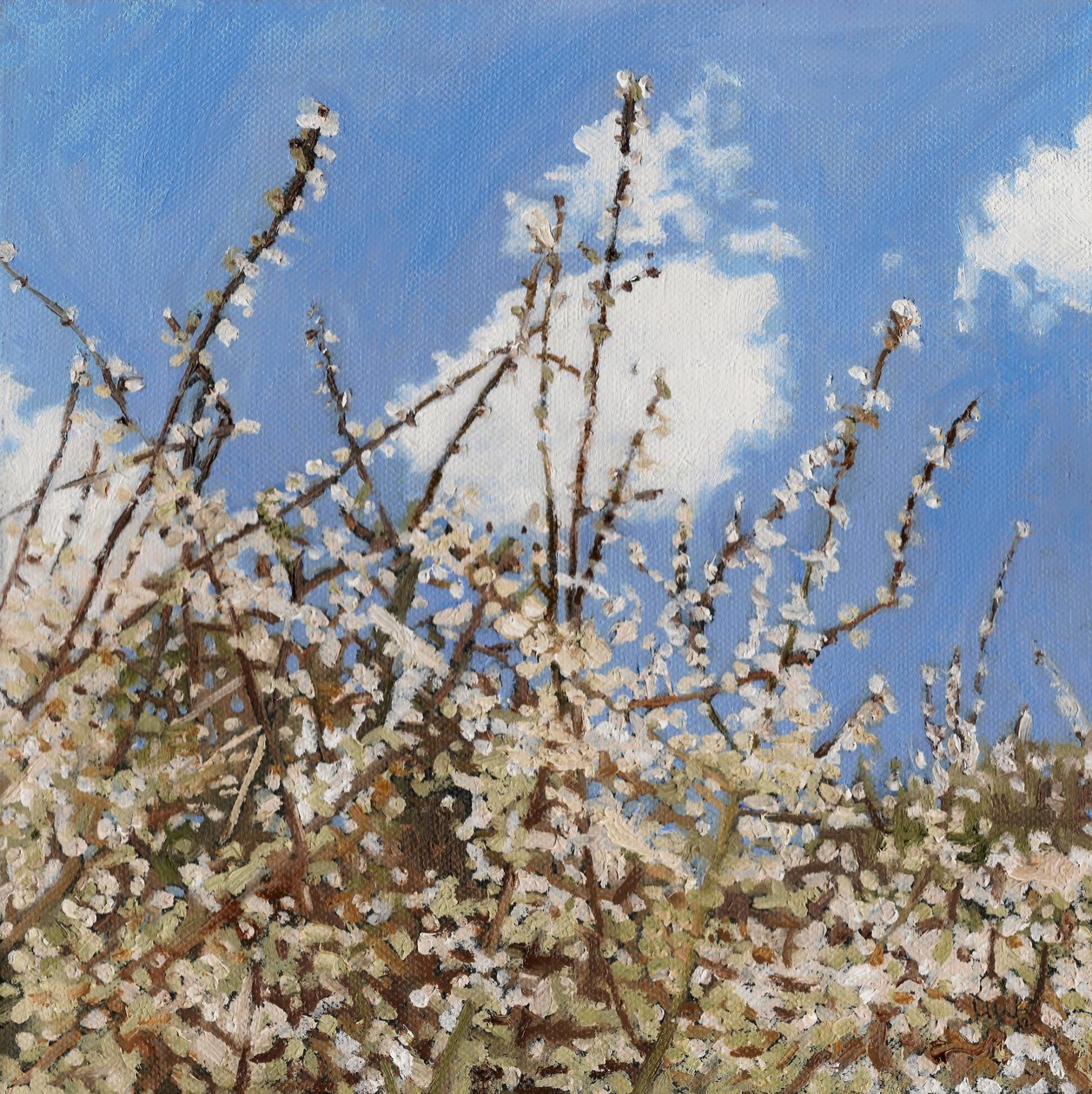 Mayflower, 2012 de Helen White
