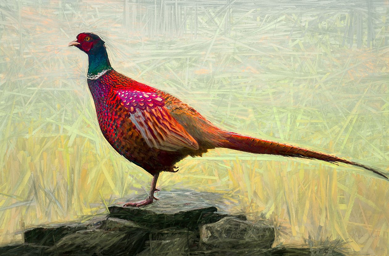 Faisán agradable, 2018 de Helen White