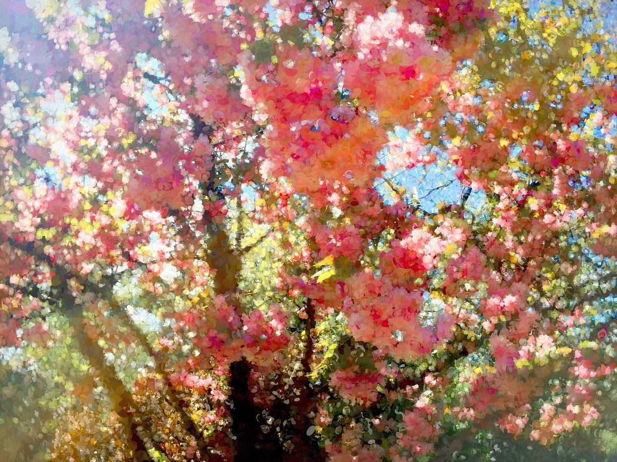 Cielo de flor de primavera, 2018 de Helen White