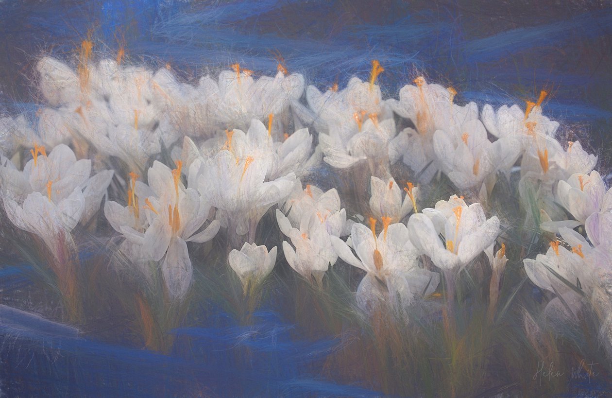 Crocus de primavera, 2018 de Helen White
