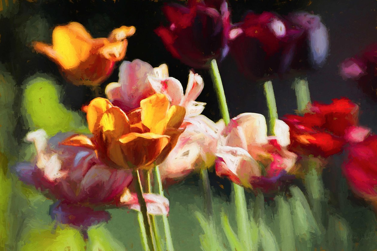 Campo de tulipanes, 2018 de Helen White
