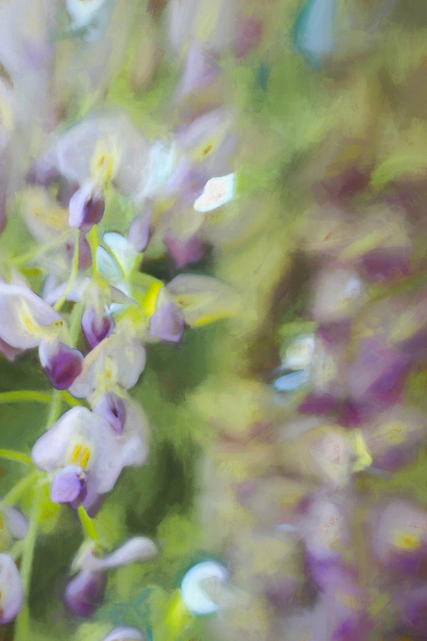 Bajo la glicinia, 2018 de Helen White