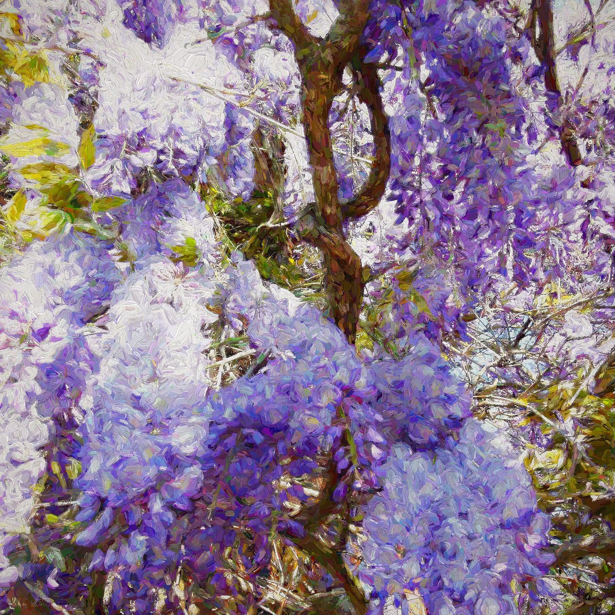 Glicinia, 2018 de Helen White