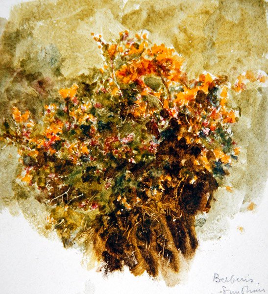 Berberis, Sunshine de Helen Allingham