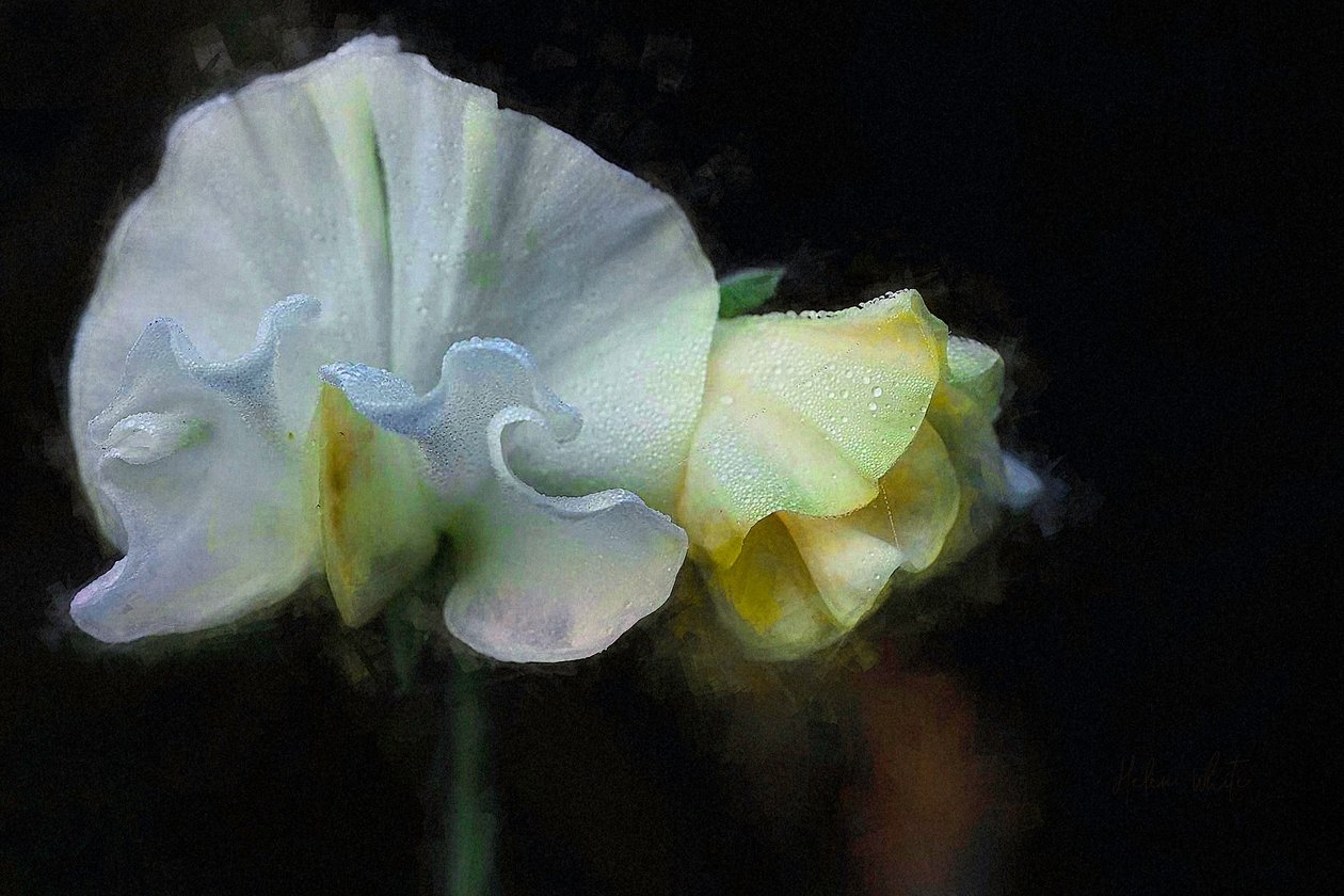 Otoño Sweatpea II, 2018 de Helen White