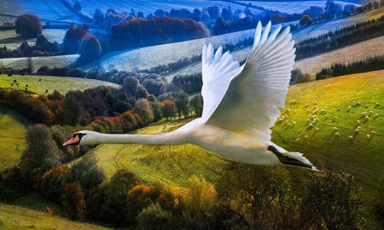 Primer vuelo del día del amanecer, 2020 de Helen White