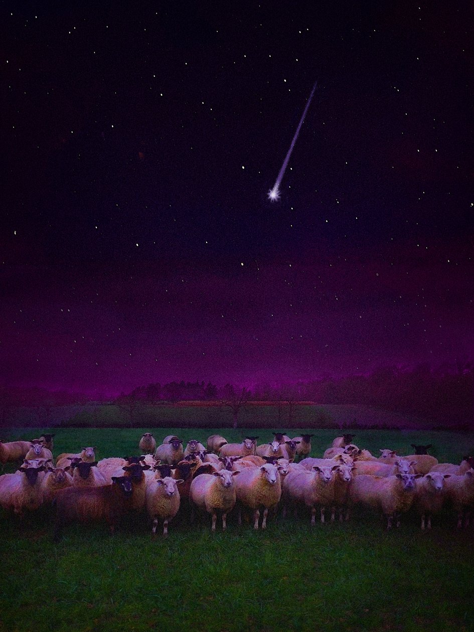 Rebaño de noche, 2019 de Helen White