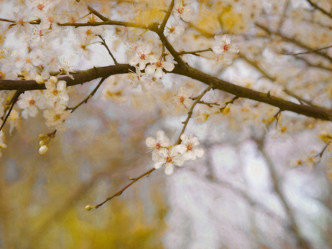 Primavera dorada de Helen White