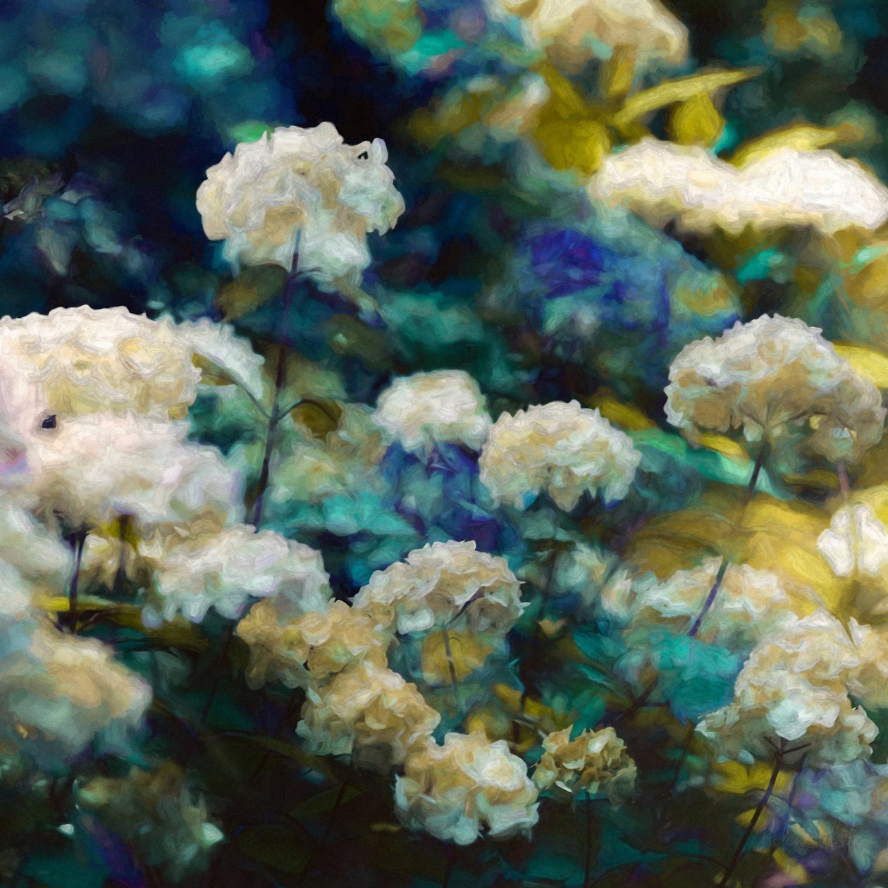 Hortensias celestiales de Helen White