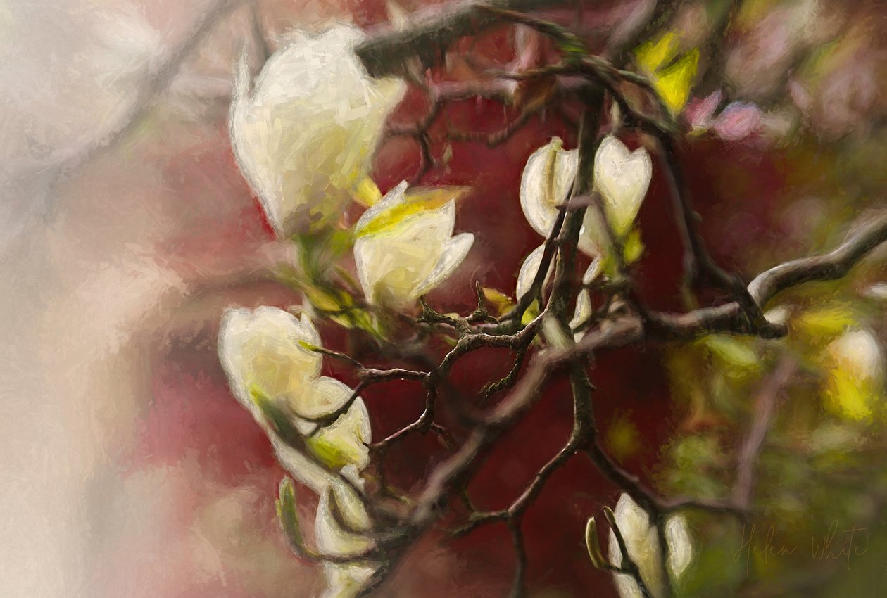 Magnolia de Helen White