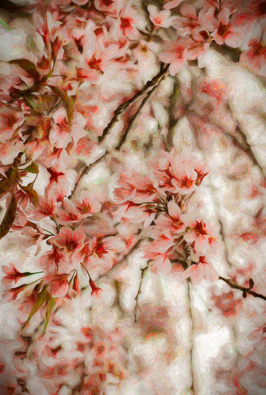 Orientalis de Helen White