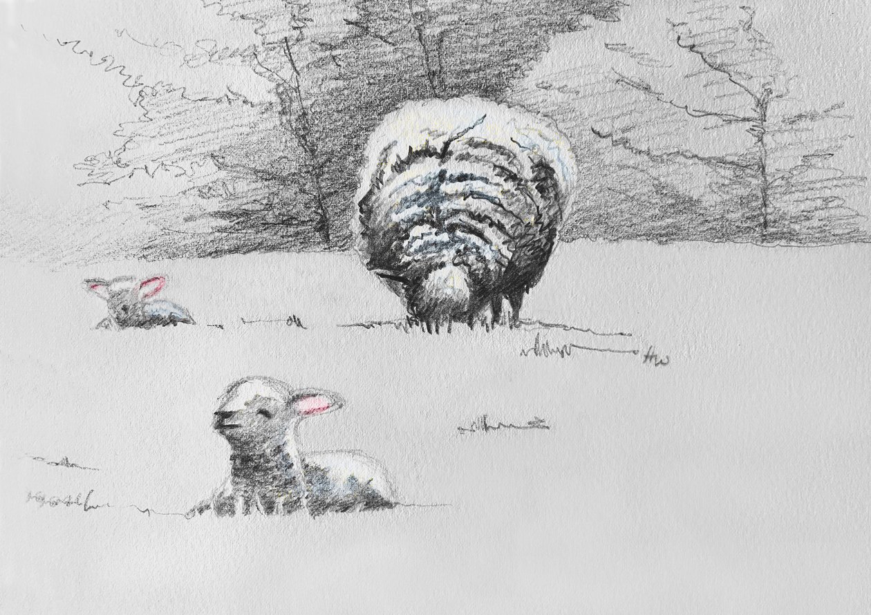 Trío Sheep, 2022 de Helen White