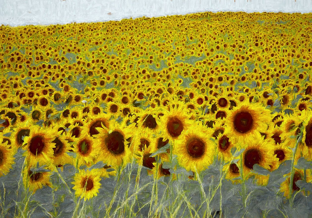Campo de girasoles, 2019 de Helen White