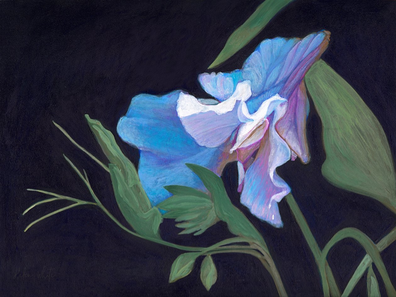 Guisante de Olor, 2020 de Helen White