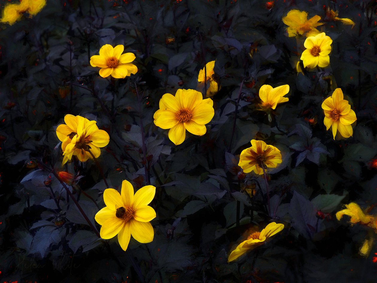 Terciopelo amarillo, 2019 de Helen White