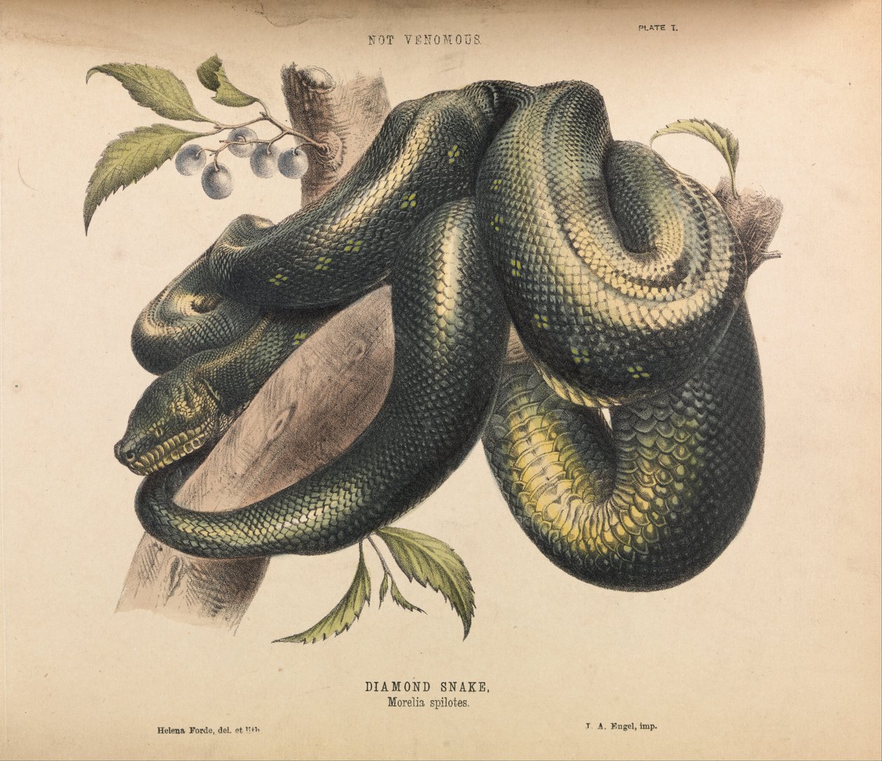 Serpiente diamante, Morelia spilotes de Helena Forde