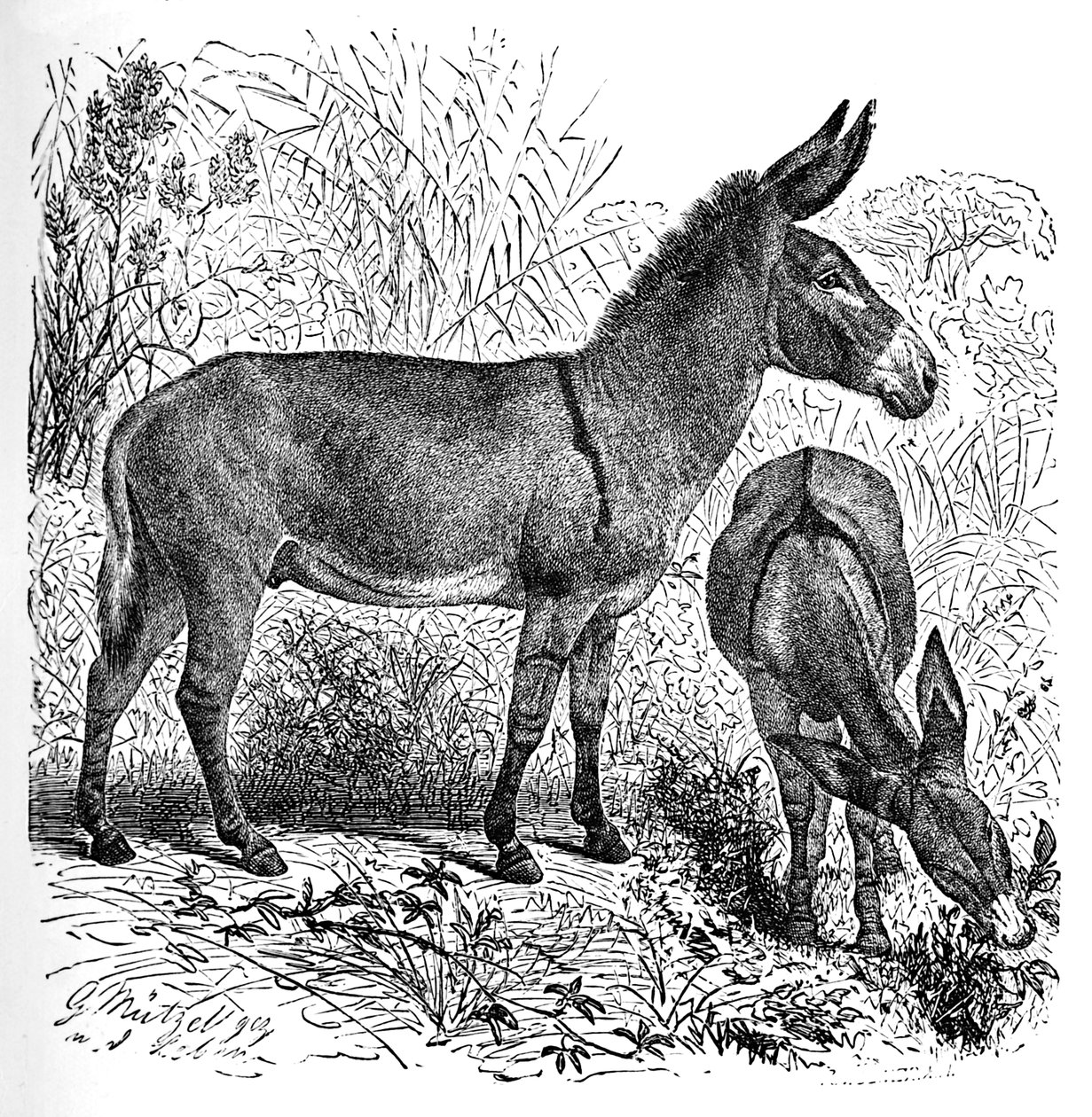 Asno salvaje africano, c1900 de Helena J. Maguire