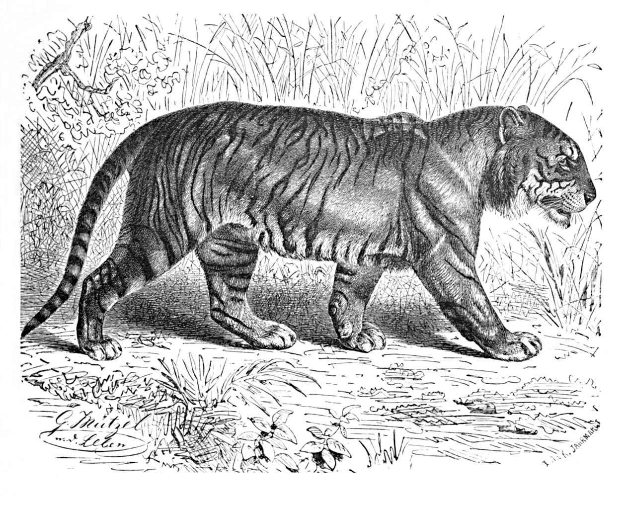 Tigre de Bengala, c. 1900 de Helena J. Maguire