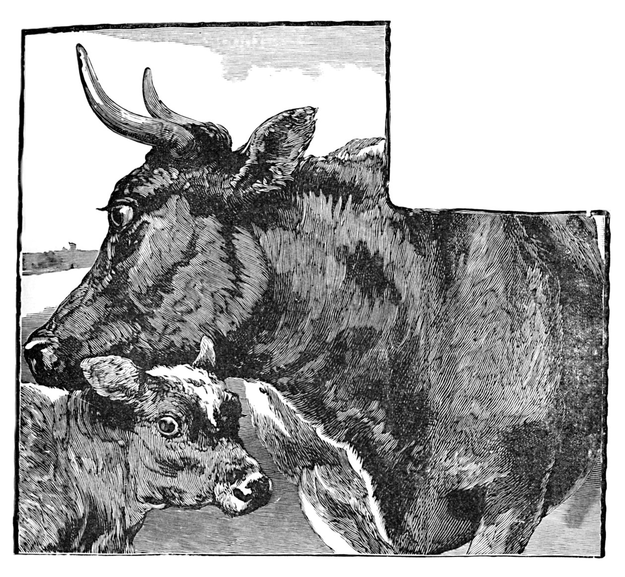 Vaca y ternero, c1900 de Helena J. Maguire
